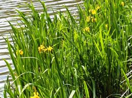 Iris pseudacorus - Plante de iaz iazuri-acvarii.ro