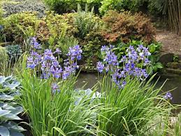 Iris sibirica - Plante de iaz iazuri-acvarii.ro