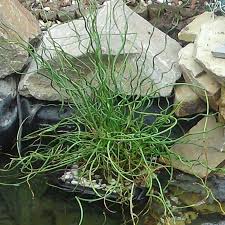 Juncus effusus "spiralis"