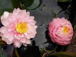 Nufar Nymphaea Lilypons