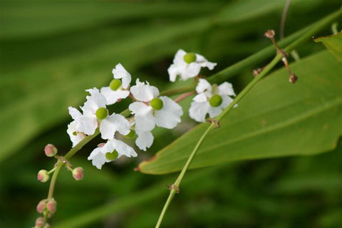 Sagitaria japonika