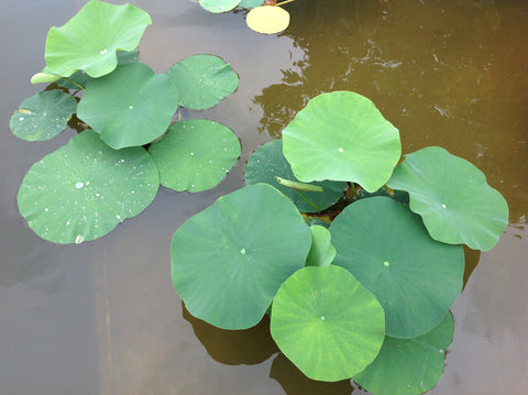 Semințe Lotus culoarei mix-alb,roz,caisa,mov.