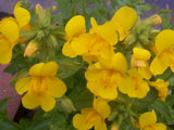 Mimulus Luteus - Plante de iaz iazuri-acvarii.ro