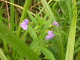 Mimulus ringen - Plante de iaz iazuri-acvarii.ro