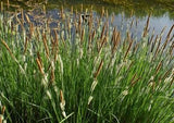 Carex pendula - Plante de iaz iazuri-acvarii.ro