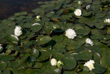 Nymphaea White - Nuferi iazuri-acvarii.ro