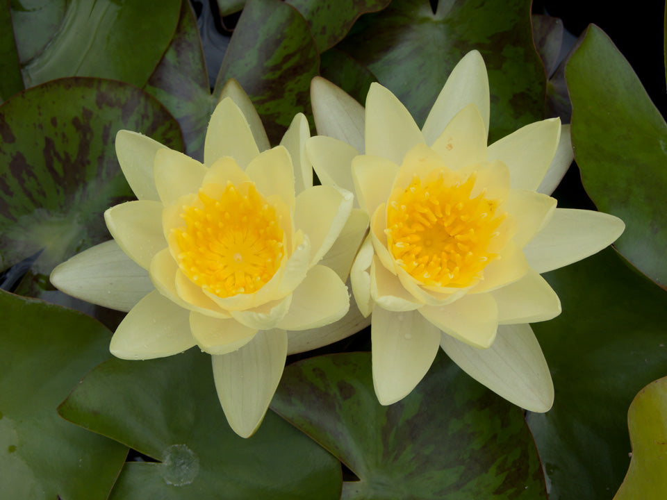 Nymphaea Marliacea Chromatella - Nuferi iazuri-acvarii.ro