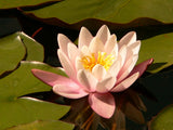 Nymphaea "Marliacea Rosea" - Nuferi iazuri-acvarii.ro