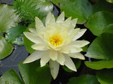 Nufar Nymphaea Colonel A.J. Welch