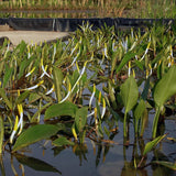 Orontium aquaticum - Plante de iaz iazuri-acvarii.ro