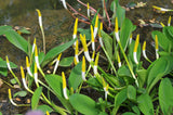 Orontium aquaticum - Plante de iaz iazuri-acvarii.ro