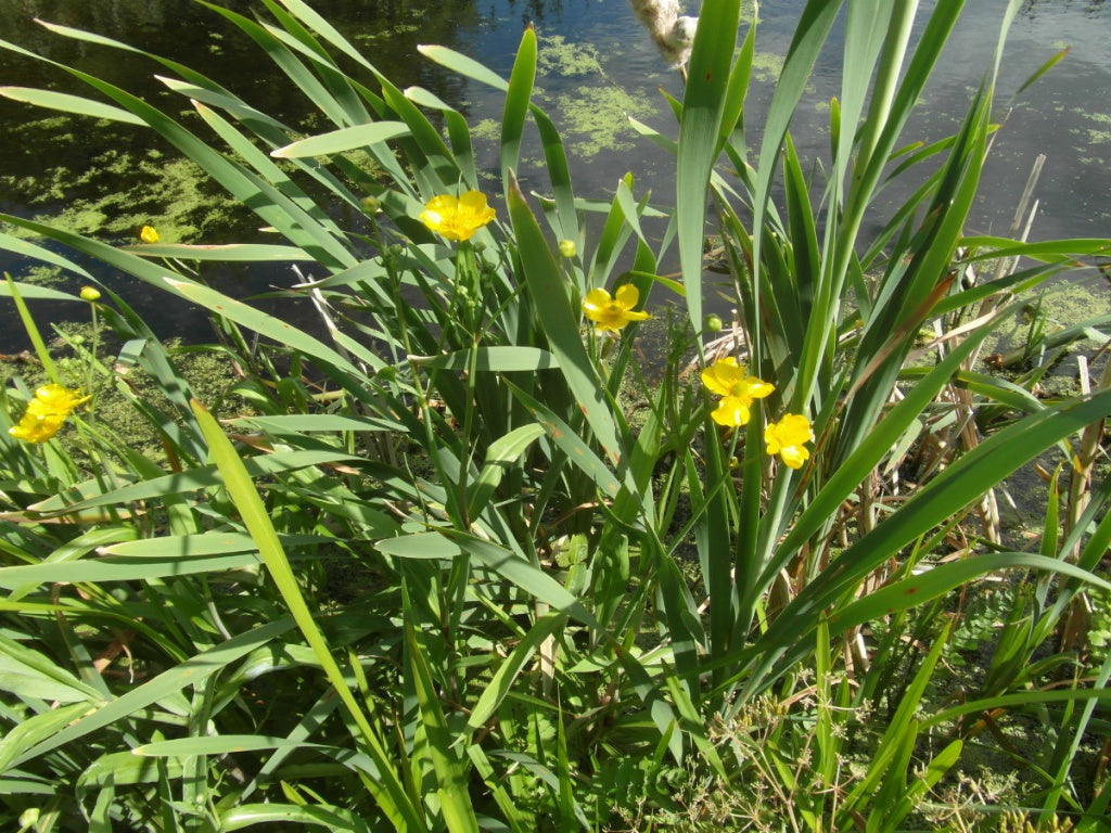 Ranunculus lingua - Plante de iaz iazuri-acvarii.ro