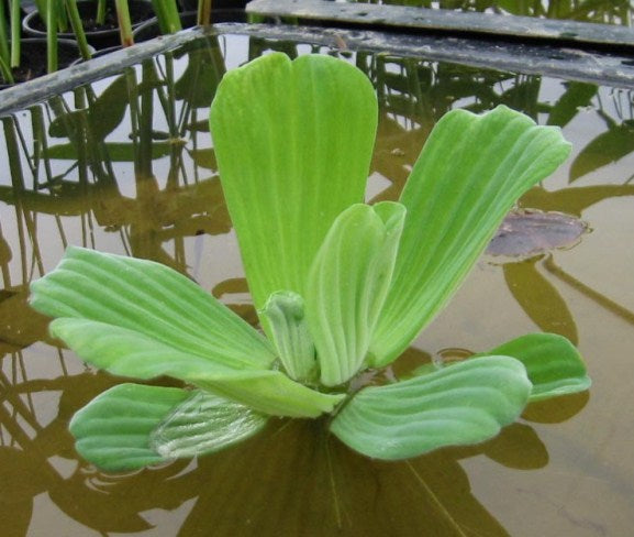 Salata de apa -Pistia