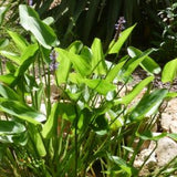 Pontederia cordata - Plante de iaz iazuri-acvarii.ro