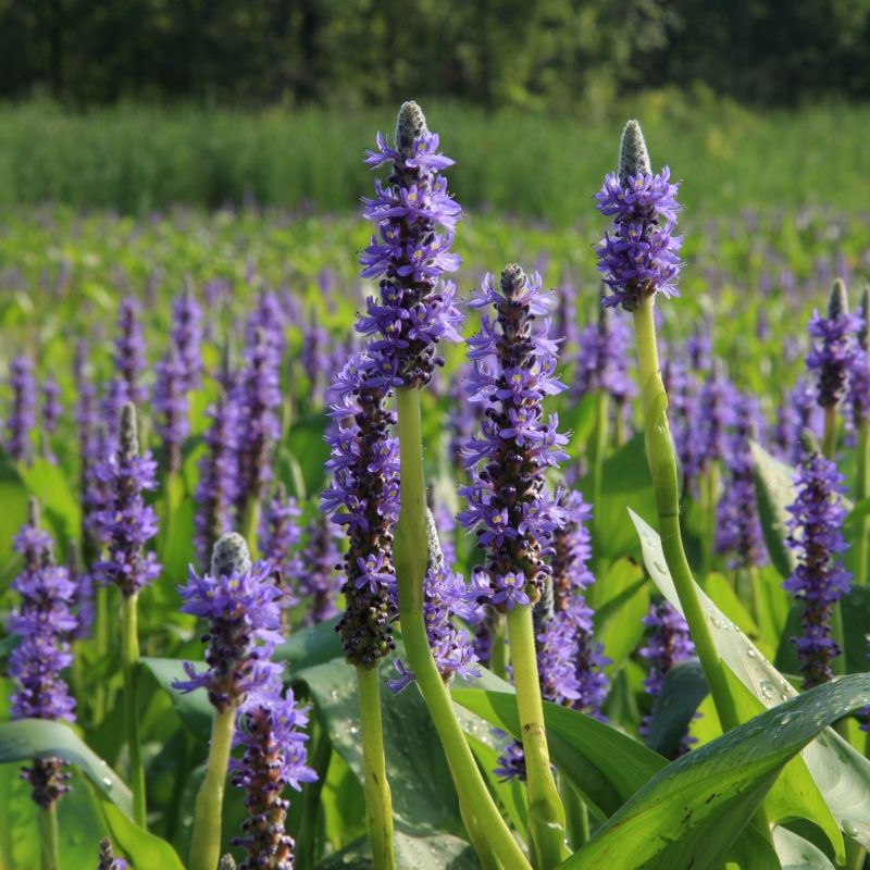 Pontederia cordata - Plante de iaz iazuri-acvarii.ro