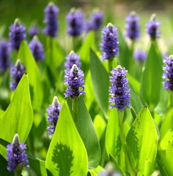 Pontederia cordata - Plante de iaz iazuri-acvarii.ro