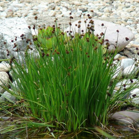 Juncus ensifolius - Plante de iaz iazuri-acvarii.ro