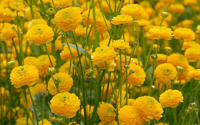 Ranunculus acris