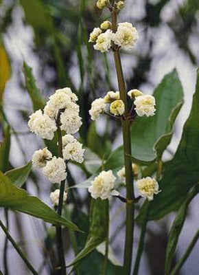 Sagittaria japonica "Flora pleno" - Plante de iaz iazuri-acvarii.ro