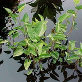 Saururus cernuus - Plante de iaz iazuri-acvarii.ro