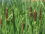 Typha latifolia - Plante de iaz iazuri-acvarii.ro